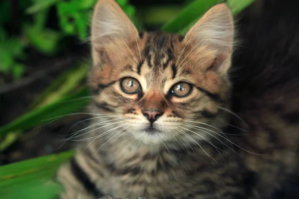 Retrato Gato Selvagem Fofo — Fotografia de Stock