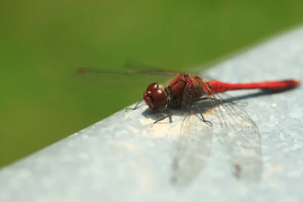 红蜻蜓坐在桌子上 — 图库照片