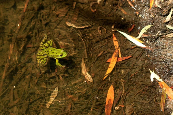 Grüner Frosch Sitzt Wasser — Stockfoto
