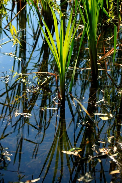 Plantas Verdes Fundo Lago — Fotografia de Stock