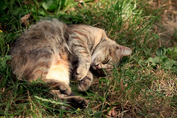 野生のふわふわ猫の肖像 — ストック写真