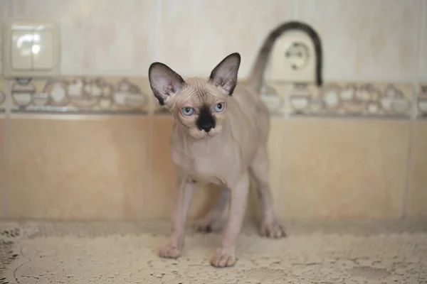 Portrait Cute Sphinx Cat — Stock Photo, Image