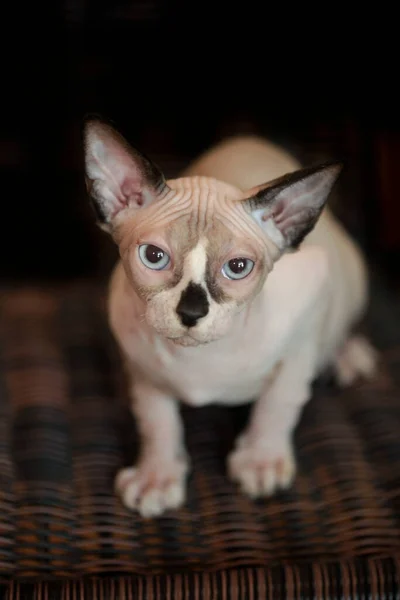 Retrato Gato Esfinge Bonito — Fotografia de Stock