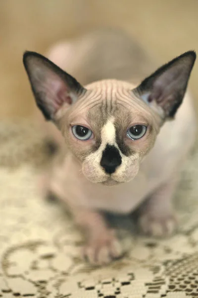 Portrait Cute Sphinx Cat — Stock Photo, Image