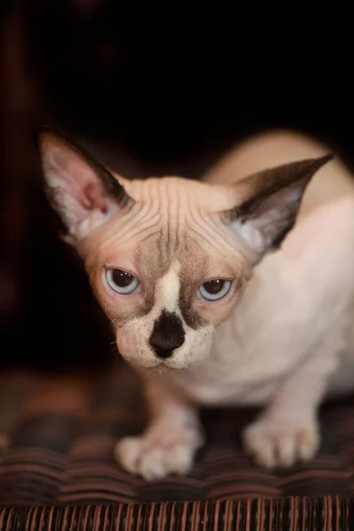 Portrait Cute Sphinx Cat — Stock Photo, Image