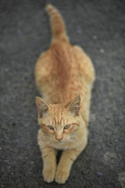 Vahşi tüylü kedi portresi