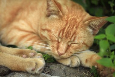 Vahşi tüylü kedi portresi