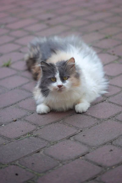Portrait Wild Fluffy Cat — Stock Photo, Image