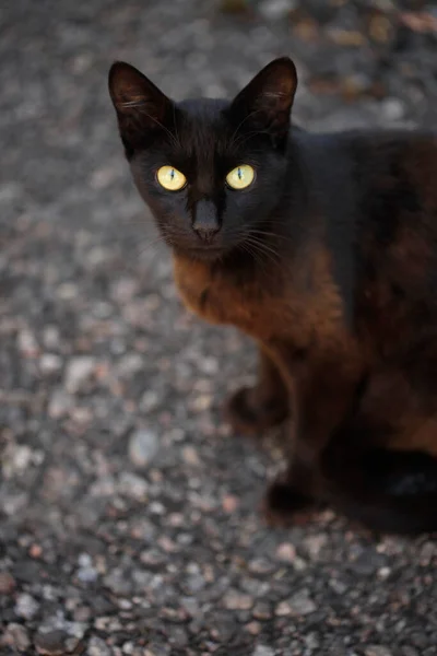 Retrato Gato Fofo Selvagem — Fotografia de Stock