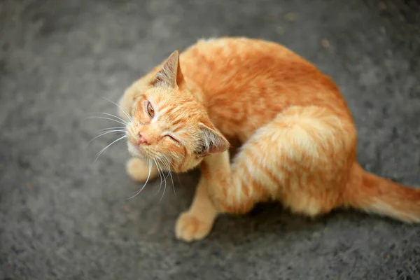 Retrato Gato Fofo Selvagem — Fotografia de Stock