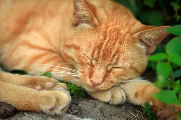 Vahşi tüylü kedi portresi