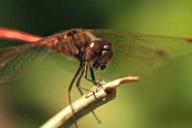 Dalda oturan kırmızı yusufçuk portresi