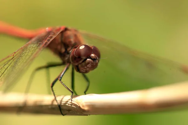 Portrait Libellule Rouge Assise Sur Une Branche — Photo