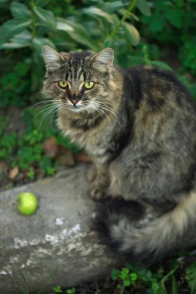 Portrét Divoké Nadýchané Kočky — Stock fotografie