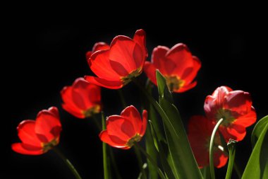 Bahar parkında kırmızı laleler