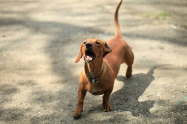 Sevimli kabarık köpek portresi