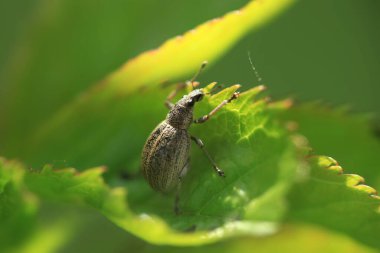 Yaprağın üzerinde oturan sevimli böcek