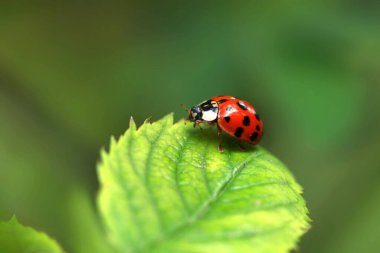 Kırmızı uğur böceği yaprağın üzerinde oturuyor