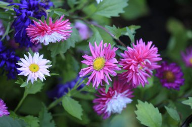 Sonbahar bahçesinde renkli çiçekler