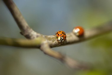 Kırmızı uğur böceği bitkinin üzerinde oturuyor