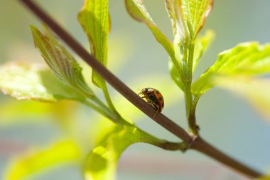 Kırmızı uğur böceği bitkinin üzerinde oturuyor