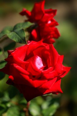 Yaz parkında kırmızı güller