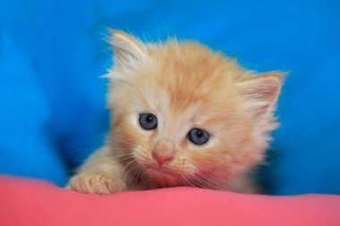 Tatlı kırmızı kedi yavrusu portresi