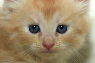 Tatlı kırmızı kedi yavrusu portresi