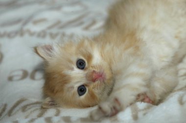 Tatlı kırmızı kedi yavrusu portresi