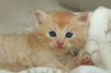 Tatlı kırmızı kedi yavrusu portresi