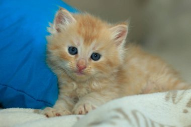 Tatlı kırmızı kedi yavrusu portresi