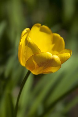 Colorful tulips in summer garden