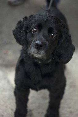 portre sevimli siyah köpek