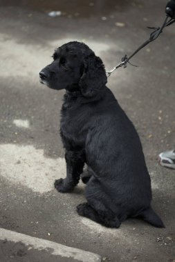 portre sevimli siyah köpek