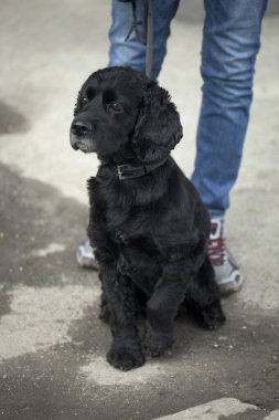 portre sevimli siyah köpek