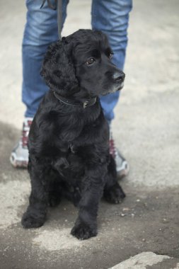 portre sevimli siyah köpek