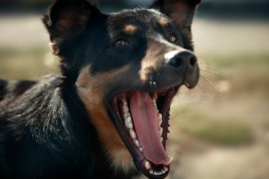 portre sevimli siyah köpek