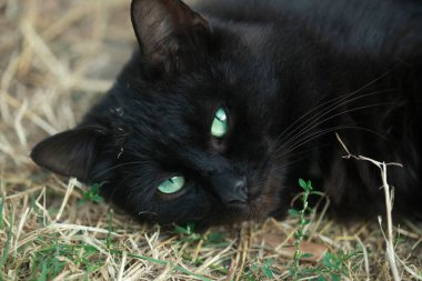 Portrait of cute black cat lying on grass