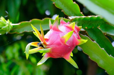 organik çiftlikte yağmur damlası olan ağaçtaki ejderha meyvesi