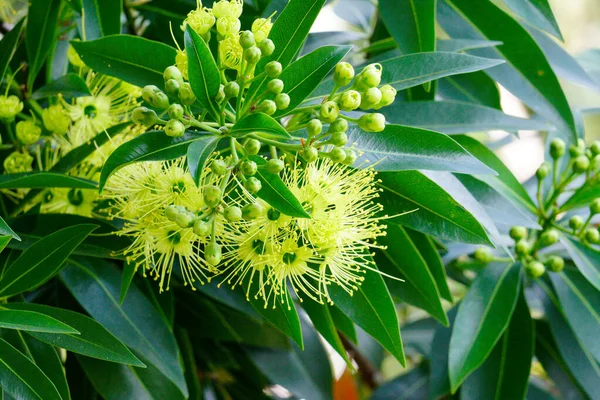 Golden penda, Expo Gold flower blooming in the garden, Close up.