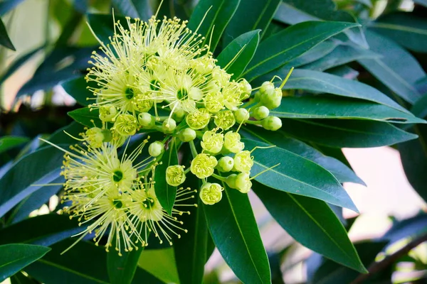 Golden penda, Expo Gold flower blooming in the garden, Close up.