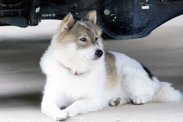 Pies Położyć Się Pod Samochodem — Zdjęcie stockowe