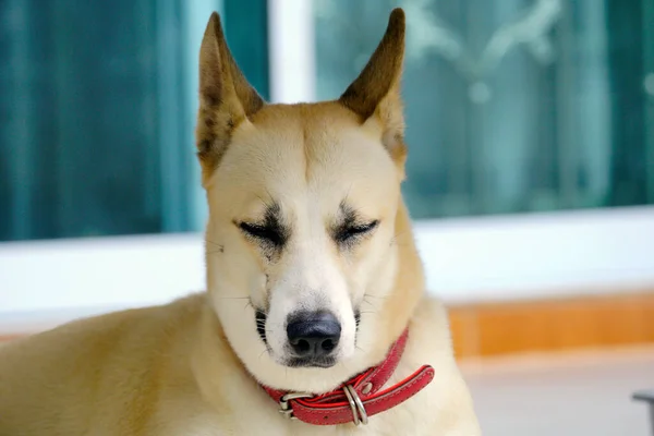 Adorable Retrato Perro Sano Feliz — Foto de Stock