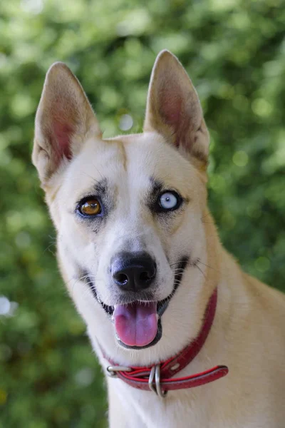 Schattig Portret Van Hond Gezond Gelukkig — Stockfoto