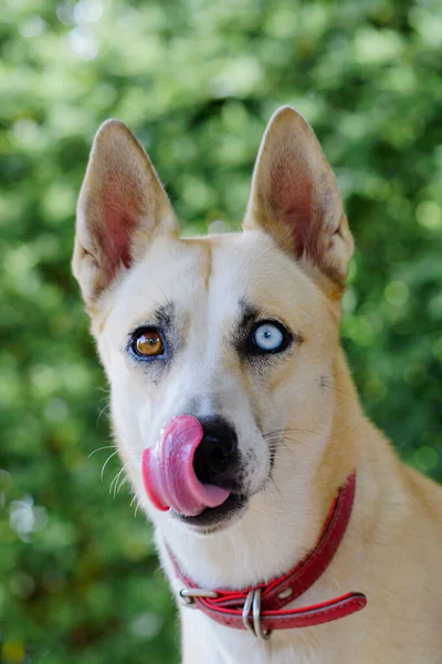 Adorable Retrato Perro Sano Feliz — Foto de Stock