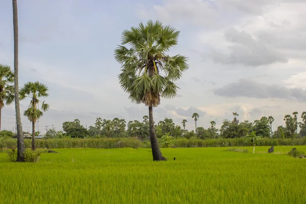 Close Photos Green Rice Rice Fields — Stock Photo, Image