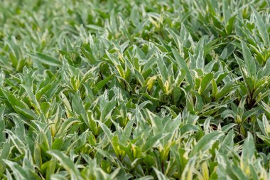 desen bahçede yeşil yaprak