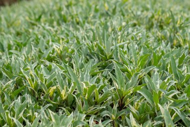 desen bahçede yeşil yaprak