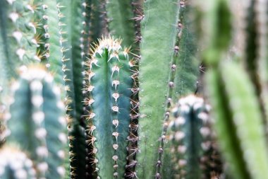 yeşil kaktüs kadar kapatın 