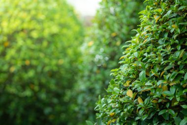 Yeşil çalılar ve sıcak güneşin parlak sabah vermek.